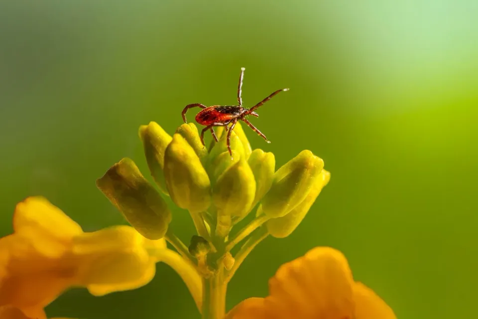 Castor Bean Tick — Pest Control