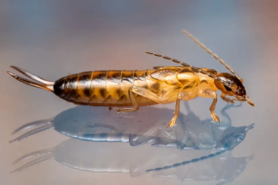 Earwig — Pest Control