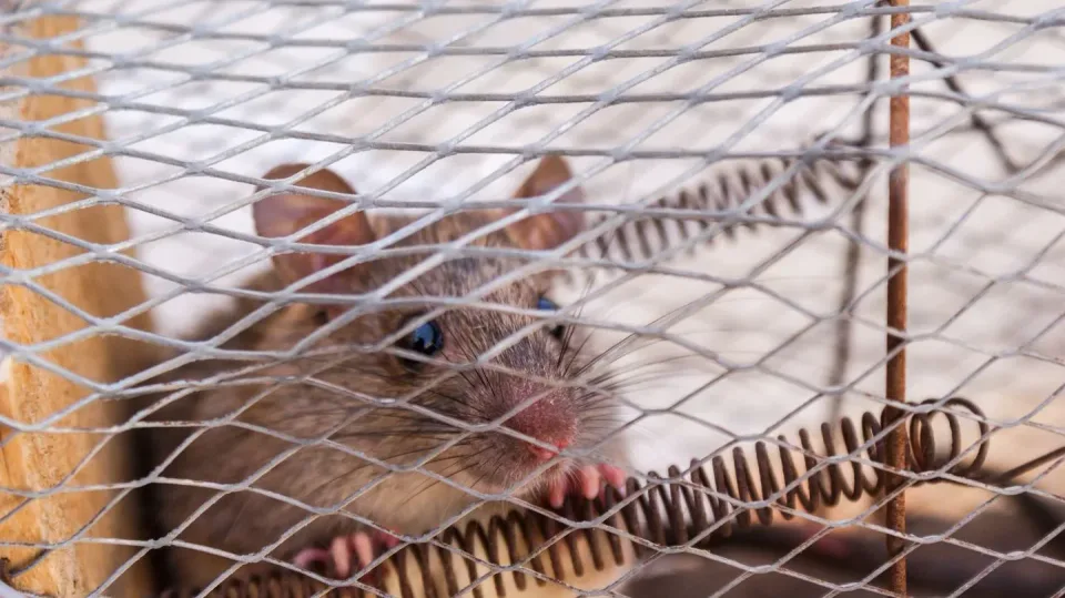 Rat — Pest Control Rat — Pest Control