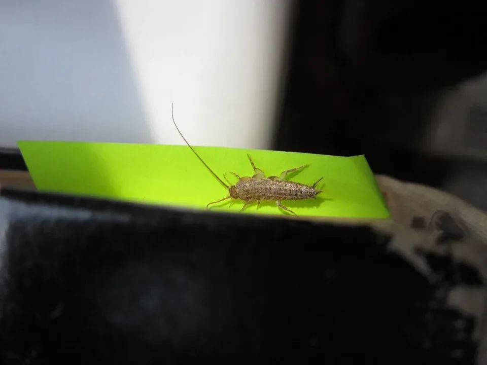 Silverfish — Pest Control