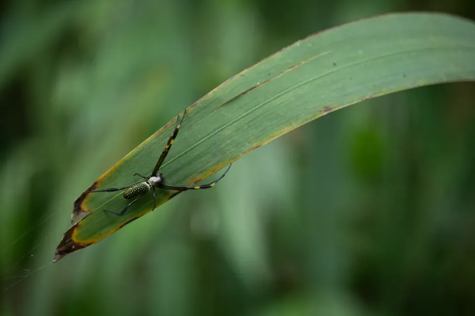 Spider — Outdoor Environment