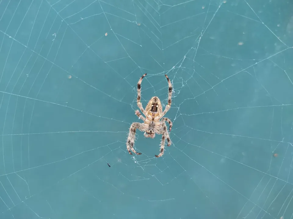 Spider — Pest Control